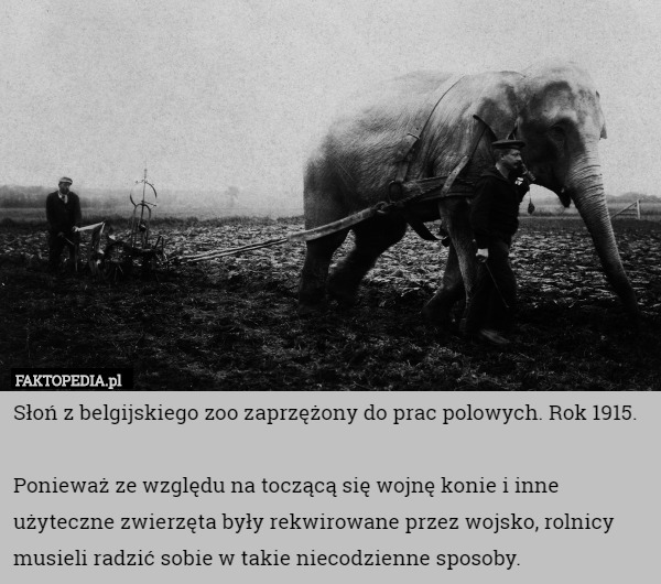 Słoń z belgijskiego zoo zaprzężony do prac polowych. Rok 1915.

Ponieważ ze względu na toczącą się wojnę konie i inne użyteczne zwierzęta były rekwirowane przez wojsko, rolnicy musieli radzić sobie w takie niecodzienne sposoby. 