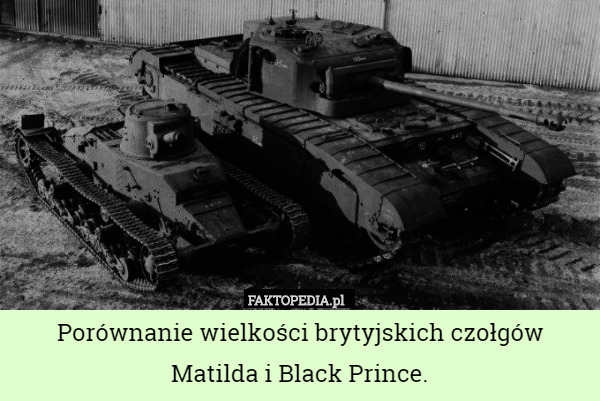 Porównanie wielkości brytyjskich czołgów Matilda i Black Prince. 