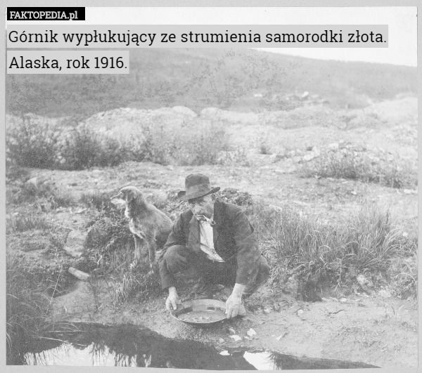 Górnik wypłukujący ze strumienia samorodki złota. Alaska, rok 1916. 
