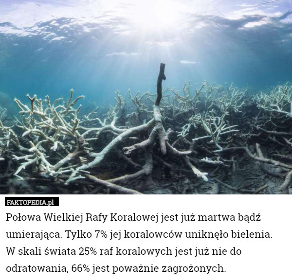 Połowa Wielkiej Rafy Koralowej jest już martwa bądź umierająca. Tylko 7% jej koralowców uniknęło bielenia. 
W skali świata 25% raf koralowych jest już nie do odratowania, 66% jest poważnie zagrożonych. 