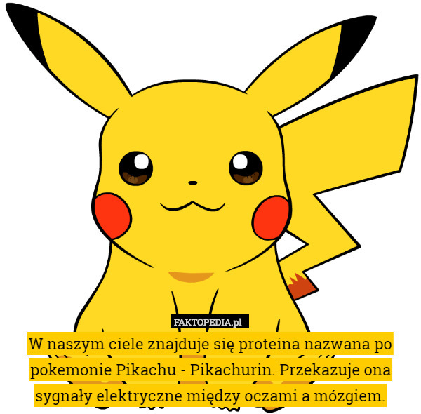 W naszym ciele znajduje się proteina nazwana po pokemonie Pikachu - Pikachurin. Przekazuje ona sygnały elektryczne między oczami a mózgiem. 