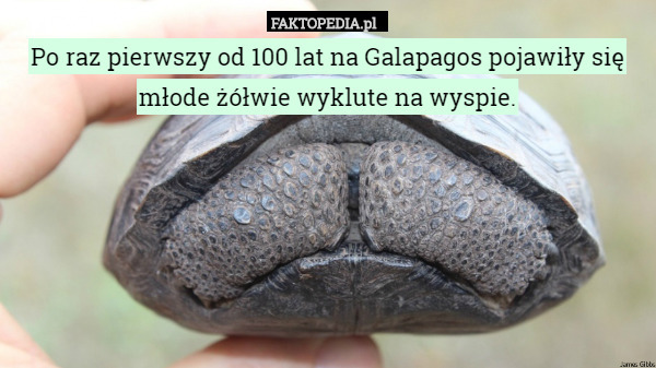 Po raz pierwszy od 100 lat na Galapagos pojawiły się młode żółwie wyklute na wyspie. 