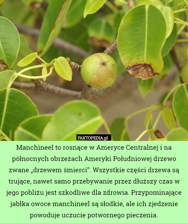 Manchineel to rosnące w Ameryce Centralnej i na północnych obrzeżach Ameryki Południowej drzewo zwane „drzewem śmierci”. Wszystkie części drzewa są trujące, nawet samo przebywanie przez dłuższy czas w jego pobliżu jest szkodliwe dla zdrowia. Przypominające jabłka owoce manchineel są słodkie, ale ich zjedzenie powoduje uczucie potwornego pieczenia. 