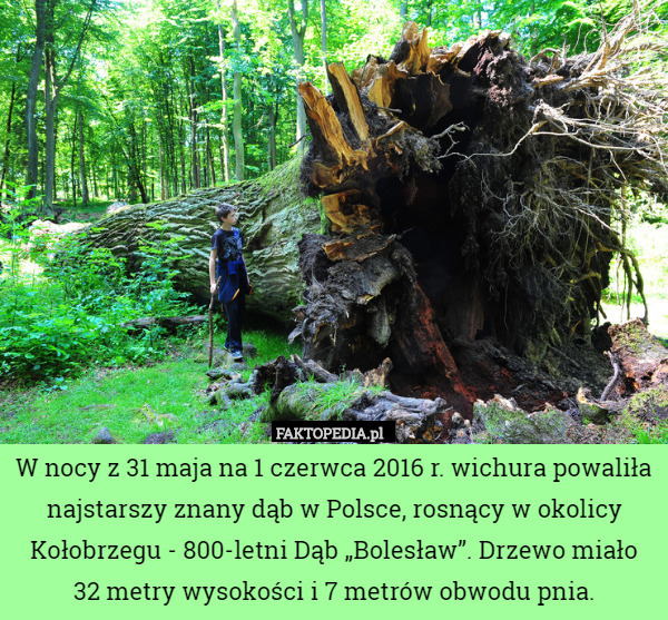 W nocy z 31 maja na 1 czerwca 2016 r. wichura powaliła najstarszy znany dąb w Polsce, rosnący w okolicy Kołobrzegu - 800-letni Dąb „Bolesław”. Drzewo miało
 32 metry wysokości i 7 metrów obwodu pnia. 