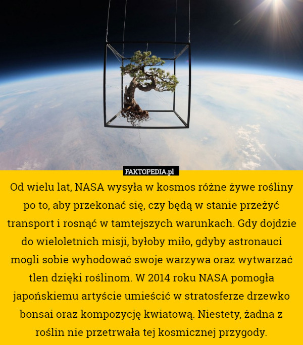Od wielu lat, NASA wysyła w kosmos różne żywe rośliny po to, aby przekonać się, czy będą w stanie przeżyć transport i rosnąć w tamtejszych warunkach. Gdy dojdzie do wieloletnich misji, byłoby miło, gdyby astronauci mogli sobie wyhodować swoje warzywa oraz wytwarzać tlen dzięki roślinom. W 2014 roku NASA pomogła japońskiemu artyście umieścić w stratosferze drzewko bonsai oraz kompozycję kwiatową. Niestety, żadna z roślin nie przetrwała tej kosmicznej przygody. 