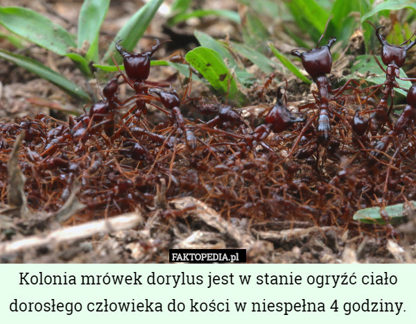 Kolonia mrówek dorylus jest w stanie ogryźć ciało dorosłego człowieka do kości w niespełna 4 godziny. 