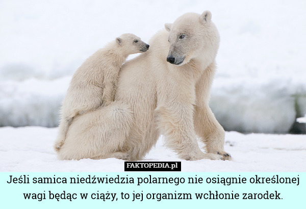 Jeśli samica niedźwiedzia polarnego nie osiągnie określonej wagi będąc w ciąży, to jej organizm wchłonie zarodek. 