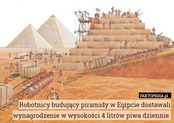 Robotnicy budujący piramidy w Egipcie dostawali wynagrodzenie w wysokości 4 litrów piwa dziennie. 