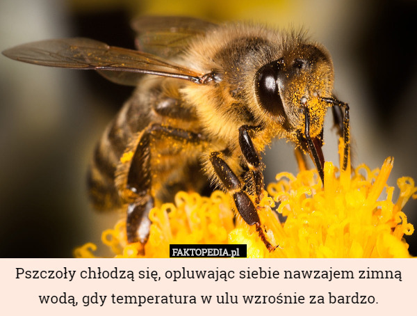 Pszczoły chłodzą się, opluwając siebie nawzajem zimną wodą, gdy temperatura w ulu wzrośnie za bardzo. 