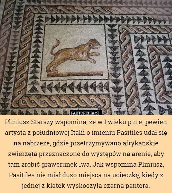 Pliniusz Starszy wspomina, że w I wieku p.n.e. pewien artysta z południowej Italii o imieniu Pasitiles udał się na nabrzeże, gdzie przetrzymywano afrykańskie zwierzęta przeznaczone do występów na arenie, aby tam zrobić grawerunek lwa. Jak wspomina Pliniusz, Pasitiles nie miał dużo miejsca na ucieczkę, kiedy z jednej z klatek wyskoczyła czarna pantera. 