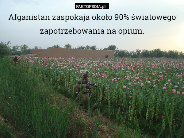 Afganistan zaspokaja około 90% światowego zapotrzebowania na opium. 