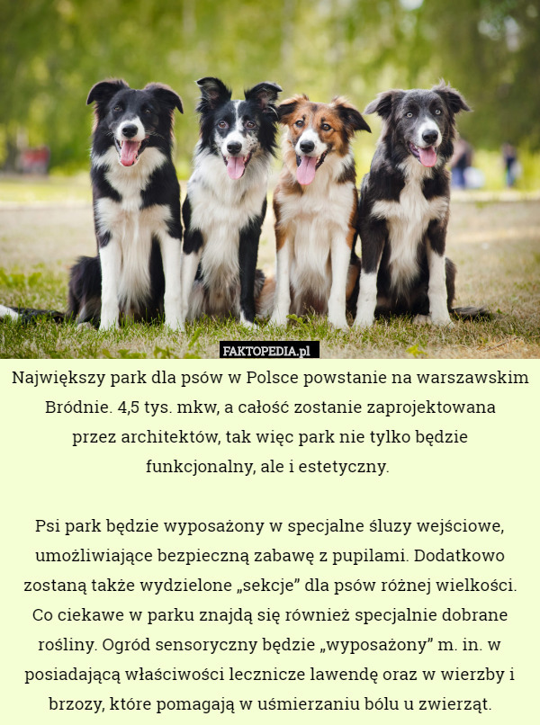 Największy park dla psów w Polsce powstanie na warszawskim Bródnie. 4,5 tys. mkw, a całość zostanie zaprojektowana
 przez architektów, tak więc park nie tylko będzie
 funkcjonalny, ale i estetyczny. 

Psi park będzie wyposażony w specjalne śluzy wejściowe, umożliwiające bezpieczną zabawę z pupilami. Dodatkowo zostaną także wydzielone „sekcje” dla psów różnej wielkości.
Co ciekawe w parku znajdą się również specjalnie dobrane rośliny. Ogród sensoryczny będzie „wyposażony” m. in. w posiadającą właściwości lecznicze lawendę oraz w wierzby i brzozy, które pomagają w uśmierzaniu bólu u zwierząt. 