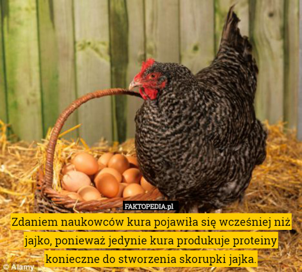 Zdaniem naukowców kura pojawiła się wcześniej niż jajko, ponieważ jedynie kura produkuje proteiny konieczne do stworzenia skorupki jajka. 