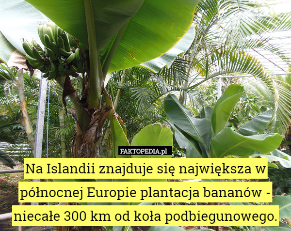 Na Islandii znajduje się największa w północnej Europie plantacja bananów - niecałe 300 km od koła podbiegunowego. 