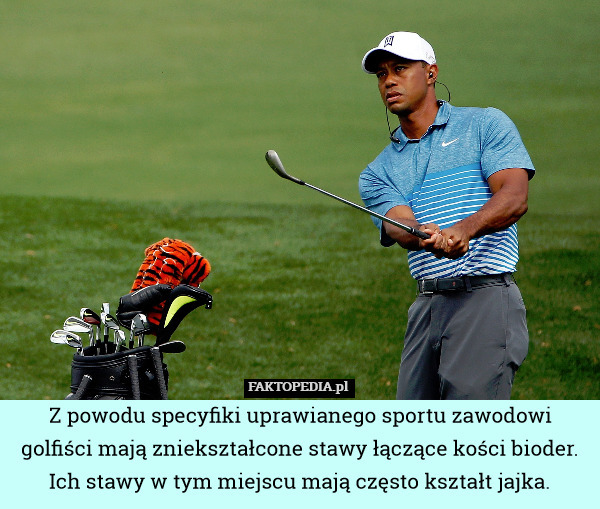 Z powodu specyfiki uprawianego sportu zawodowi golfiści mają zniekształcone stawy łączące kości bioder. Ich stawy w tym miejscu mają często kształt jajka. 