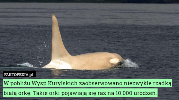 W pobliżu Wysp Kurylskich zaobserwowano niezwykle rzadką białą orkę. Takie orki pojawiają się raz na 10 000 urodzeń. 