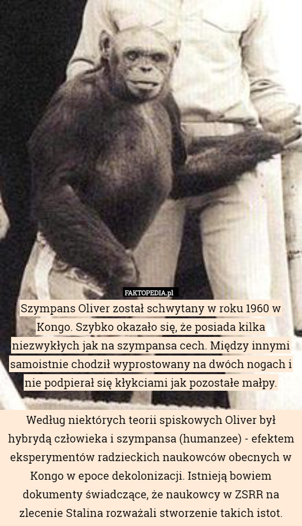 Szympans Oliver został schwytany w roku 1960 w Kongo. Szybko okazało się, że posiada kilka niezwykłych jak na szympansa cech. Między innymi samoistnie chodził wyprostowany na dwóch nogach i nie podpierał się kłykciami jak pozostałe małpy.

Według niektórych teorii spiskowych Oliver był hybrydą człowieka i szympansa (humanzee) - efektem eksperymentów radzieckich naukowców obecnych w Kongo w epoce dekolonizacji. Istnieją bowiem dokumenty świadczące, że naukowcy w ZSRR na zlecenie Stalina rozważali stworzenie takich istot. 