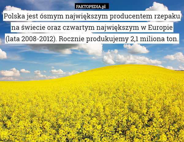Polska jest ósmym największym producentem rzepaku na świecie oraz czwartym największym w Europie (lata 2008-2012). Rocznie produkujemy 2,1 miliona ton. 