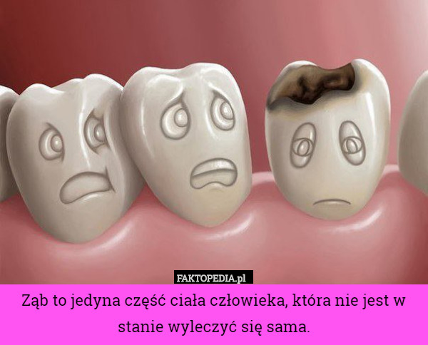 Ząb to jedyna część ciała człowieka, która nie jest w stanie wyleczyć się sama. 