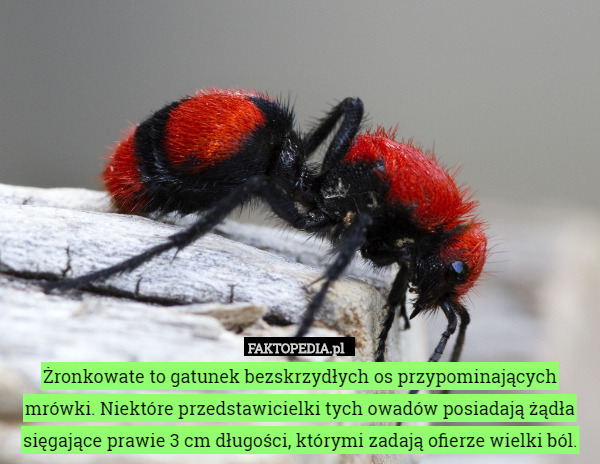 Żronkowate to gatunek bezskrzydłych os przypominających mrówki. Niektóre przedstawicielki tych owadów posiadają żądła sięgające prawie 3 cm długości, którymi zadają ofierze wielki ból. 