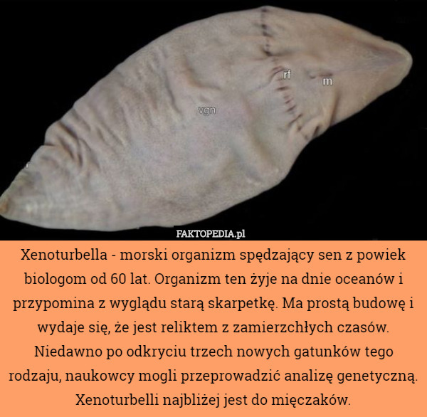 Xenoturbella - morski organizm spędzający sen z powiek biologom od 60 lat. Organizm ten żyje na dnie oceanów i przypomina z wyglądu starą skarpetkę. Ma prostą budowę i wydaje się, że jest reliktem z zamierzchłych czasów. Niedawno po odkryciu trzech nowych gatunków tego rodzaju, naukowcy mogli przeprowadzić analizę genetyczną. Xenoturbelli najbliżej jest do mięczaków. 