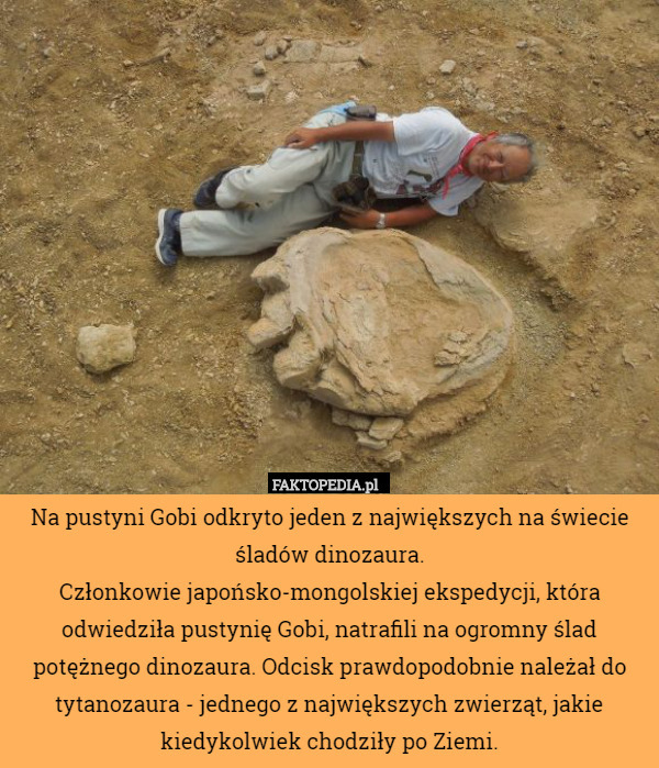 Na pustyni Gobi odkryto jeden z największych na świecie śladów dinozaura.
Członkowie japońsko-mongolskiej ekspedycji, która odwiedziła pustynię Gobi, natrafili na ogromny ślad potężnego dinozaura. Odcisk prawdopodobnie należał do tytanozaura - jednego z największych zwierząt, jakie kiedykolwiek chodziły po Ziemi. 