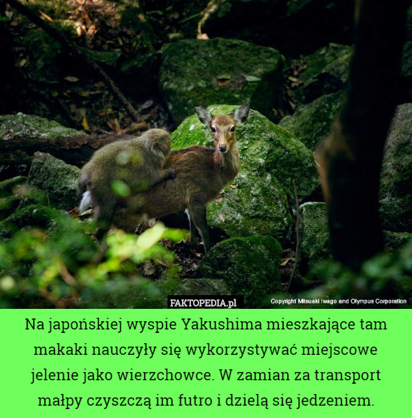 Na japońskiej wyspie Yakushima mieszkające tam makaki nauczyły się wykorzystywać miejscowe jelenie jako wierzchowce. W zamian za transport małpy czyszczą im futro i dzielą się jedzeniem. 