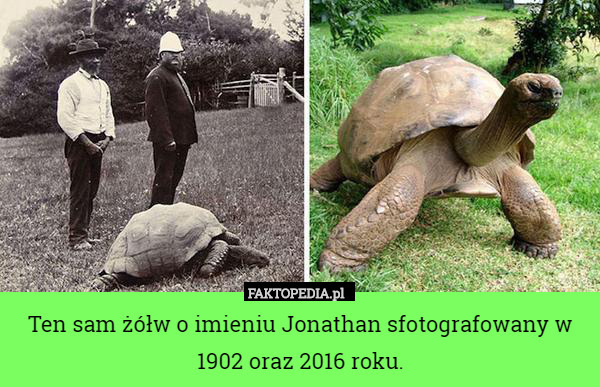 Ten sam żółw o imieniu Jonathan sfotografowany w 1902 oraz 2016 roku. 