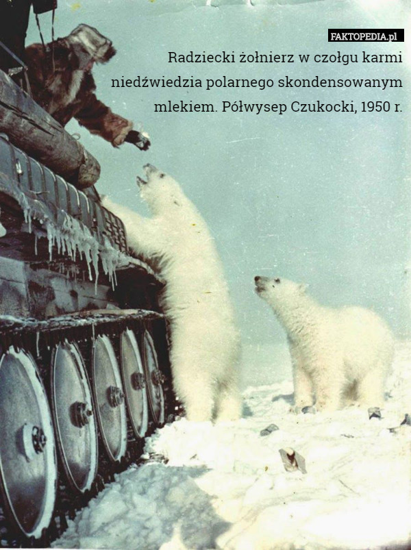 Radziecki żołnierz w czołgu karmi
 niedźwiedzia polarnego skondensowanym
 mlekiem. Półwysep Czukocki, 1950 r. 