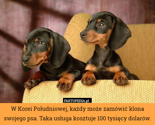 W Korei Południowej, każdy może zamówić klona swojego psa. Taka usługa kosztuje 100 tysięcy dolarów. 