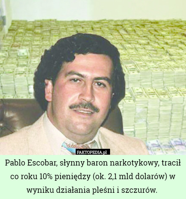 Pablo Escobar, słynny baron narkotykowy, tracił co roku 10% pieniędzy (ok. 2,1 mld dolarów) w wyniku działania pleśni i szczurów. 