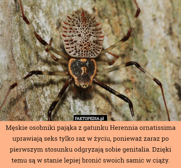 Męskie osobniki pająka z gatunku Herennia ornatissima uprawiają seks tylko raz w życiu, ponieważ zaraz po pierwszym stosunku odgryzają sobie genitalia. Dzięki temu są w stanie lepiej bronić swoich samic w ciąży. 