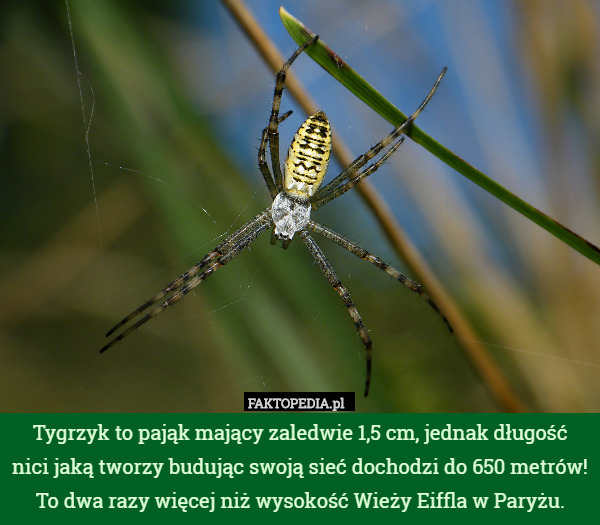 Tygrzyk to pająk mający zaledwie 1,5 cm, jednak długość nici jaką tworzy budując swoją sieć dochodzi do 650 metrów! To dwa razy więcej niż wysokość Wieży Eiffla w Paryżu. 