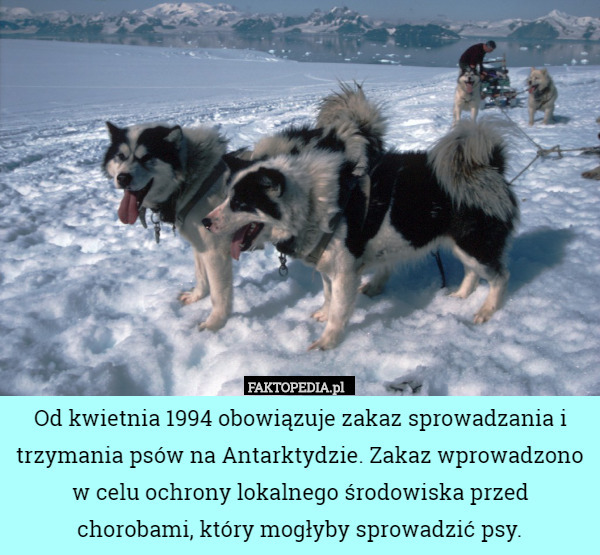 Od kwietnia 1994 obowiązuje zakaz sprowadzania i trzymania psów na Antarktydzie. Zakaz wprowadzono w celu ochrony lokalnego środowiska przed chorobami, który mogłyby sprowadzić psy. 