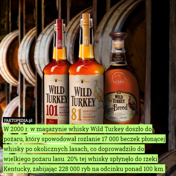 W 2000 r. w magazynie whisky Wild Turkey doszło do pożaru, który spowodował rozlanie 17 000 beczek płonącej whisky po okolicznych lasach, co doprowadziło do wielkiego pożaru lasu. 20% tej whisky spłynęło do rzeki Kentucky, zabijając 228 000 ryb na odcinku ponad 100 km. 