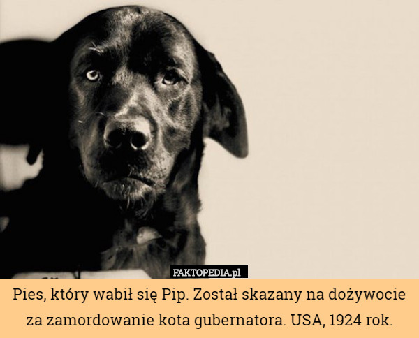 Pies, który wabił się Pip. Został skazany na dożywocie za zamordowanie kota gubernatora. USA, 1924 rok. 