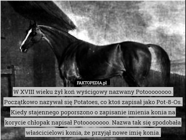 W XVIII wieku żył koń wyścigowy nazwany Potoooooooo. Początkowo nazywał się Potatoes, co ktoś zapisał jako Pot-8-Os. Kiedy stajennego poporszono o zapisanie imienia konia na korycie chłopak napisał Potoooooooo. Nazwa tak się spodobała właścicielowi konia, że przyjął nowe imię konia. 
