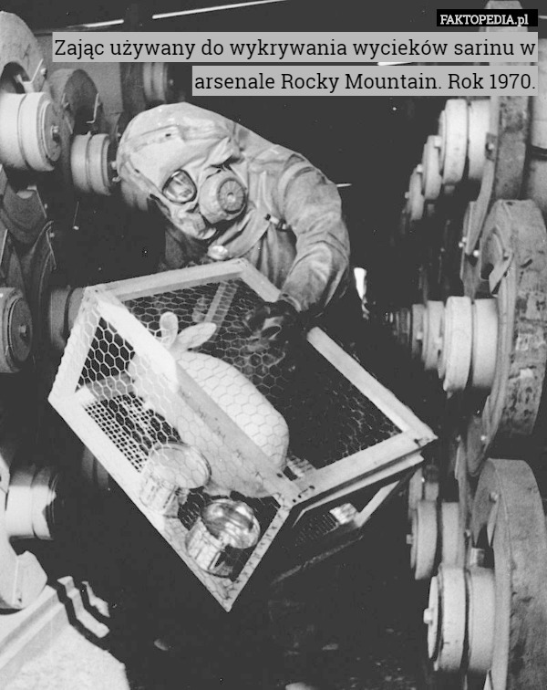 Zając używany do wykrywania wycieków sarinu w arsenale Rocky Mountain. Rok 1970. 