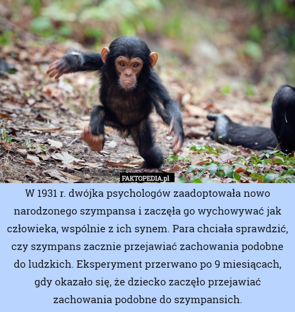 W 1931 r. dwójka psychologów zaadoptowała nowo narodzonego szympansa i zaczęła go wychowywać jak człowieka, wspólnie z ich synem. Para chciała sprawdzić, czy szympans zacznie przejawiać zachowania podobne do ludzkich. Eksperyment przerwano po 9 miesiącach, gdy okazało się, że dziecko zaczęło przejawiać zachowania podobne do szympansich. 