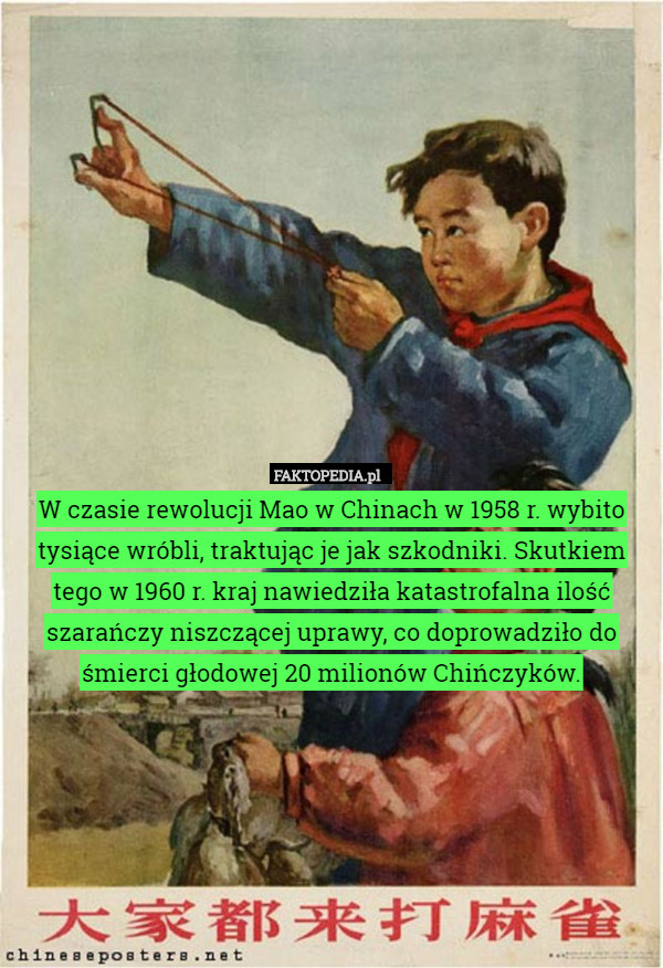 W czasie rewolucji Mao w Chinach w 1958 r. wybito tysiące wróbli, traktując je jak szkodniki. Skutkiem tego w 1960 r. kraj nawiedziła katastrofalna ilość szarańczy niszczącej uprawy, co doprowadziło do śmierci głodowej 20 milionów Chińczyków. 
