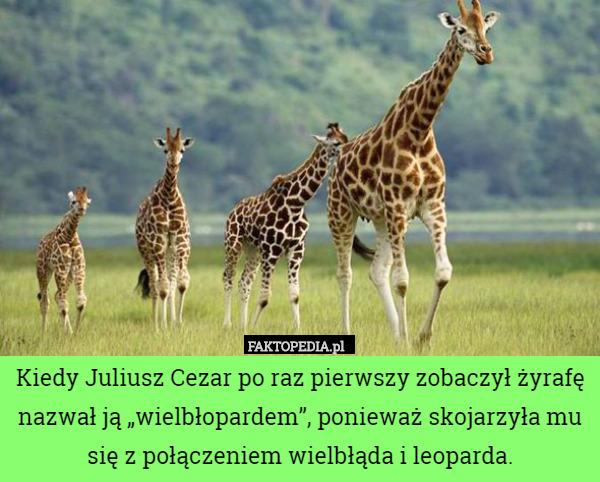 Kiedy Juliusz Cezar po raz pierwszy zobaczył żyrafę nazwał ją „wielbłopardem”, ponieważ skojarzyła mu się z połączeniem wielbłąda i leoparda. 
