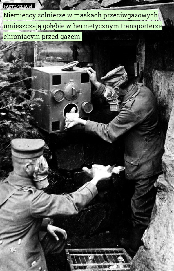 Niemieccy żołnierze w maskach przeciwgazowych umieszczają gołębie w hermetycznym transporterze chroniącym przed gazem. 