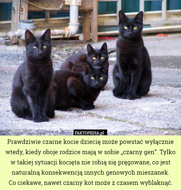 Prawdziwie czarne kocie dziecię może powstać wyłącznie wtedy, kiedy oboje rodzice mają w sobie „czarny gen”. Tylko w takiej sytuacji kocięta nie robią się pręgowane, co jest naturalną konsekwencją innych genowych mieszanek.
 Co ciekawe, nawet czarny kot może z czasem wyblaknąć. 