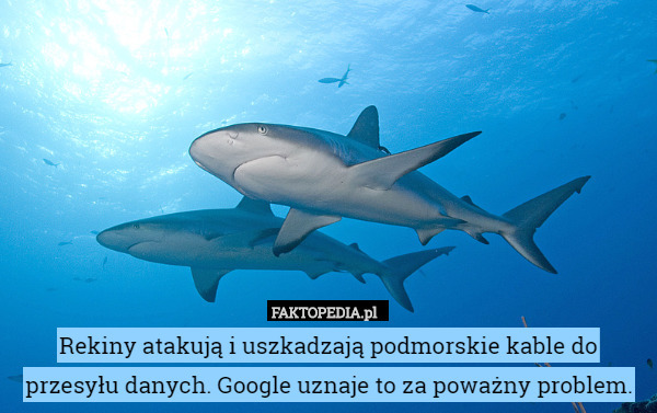 Rekiny atakują i uszkadzają podmorskie kable do przesyłu danych. Google uznaje to za poważny problem. 