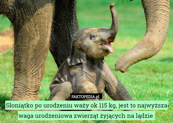 Słoniątko po urodzeniu waży ok 115 kg, jest to najwyższa waga urodzeniowa zwierząt żyjących na lądzie. 