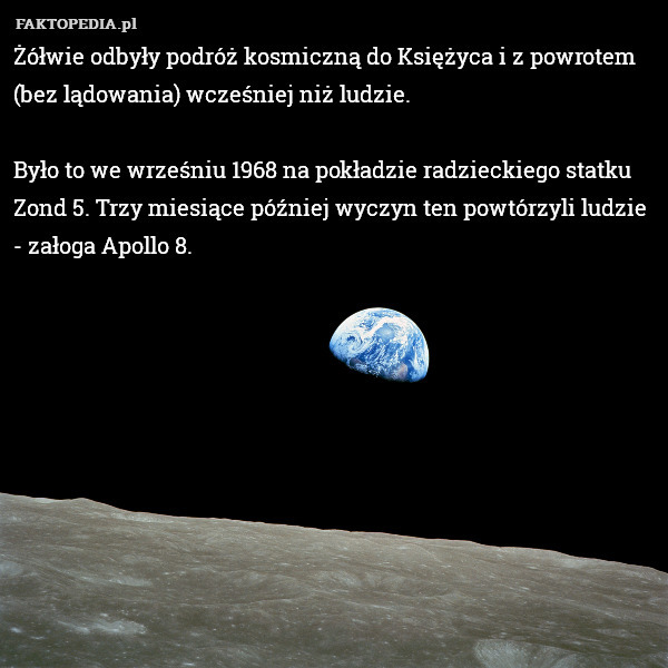 Żółwie odbyły podróż kosmiczną do Księżyca i z powrotem (bez lądowania) wcześniej niż ludzie. 

Było to we wrześniu 1968 na pokładzie radzieckiego statku Zond 5. Trzy miesiące później wyczyn ten powtórzyli ludzie - załoga Apollo 8. 