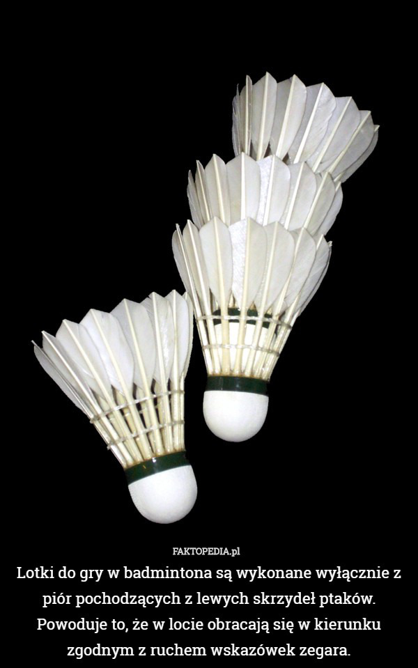 Lotki do gry w badmintona są wykonane wyłącznie z piór pochodzących z lewych skrzydeł ptaków. Powoduje to, że w locie obracają się w kierunku zgodnym z ruchem wskazówek zegara. 