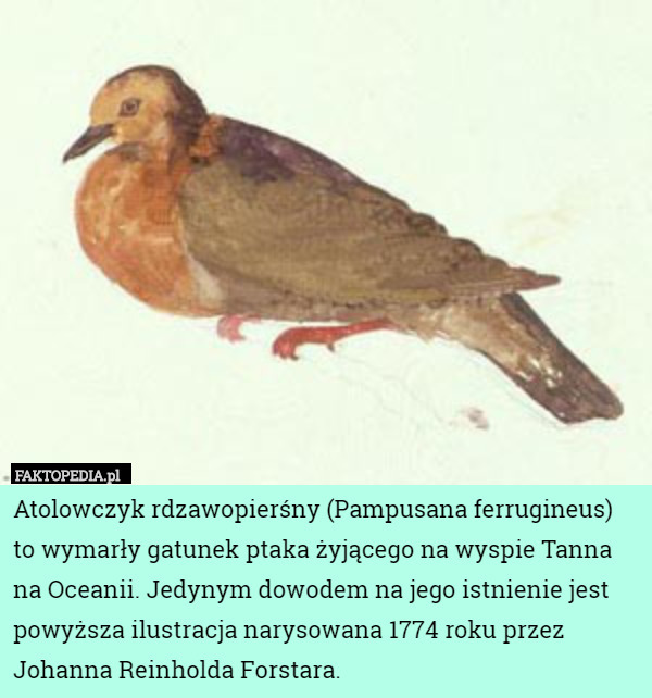 Atolowczyk rdzawopierśny (Pampusana ferrugineus) to wymarły gatunek ptaka żyjącego na wyspie Tanna na Oceanii. Jedynym dowodem na jego istnienie jest powyższa ilustracja narysowana 1774 roku przez Johanna Reinholda Forstara. 