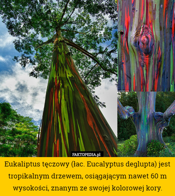 Eukaliptus tęczowy (łac. Eucalyptus deglupta) jest tropikalnym drzewem, osiągającym nawet 60 m wysokości, znanym ze swojej kolorowej kory. 