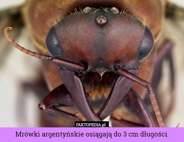 Mrówki argentyńskie osiągają do 3 cm długości. 